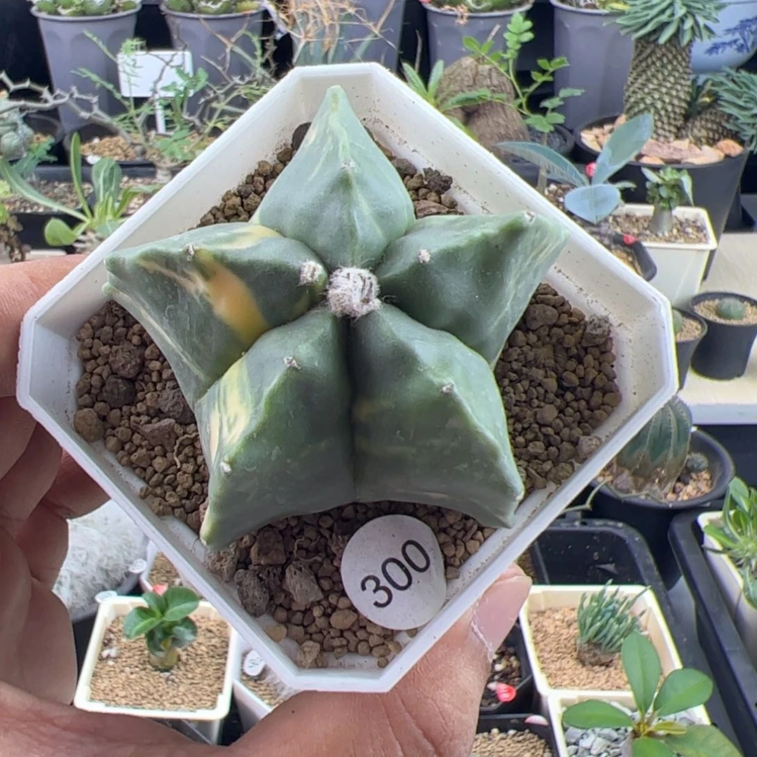 鸾凤玉锦6一物一拍带盆发