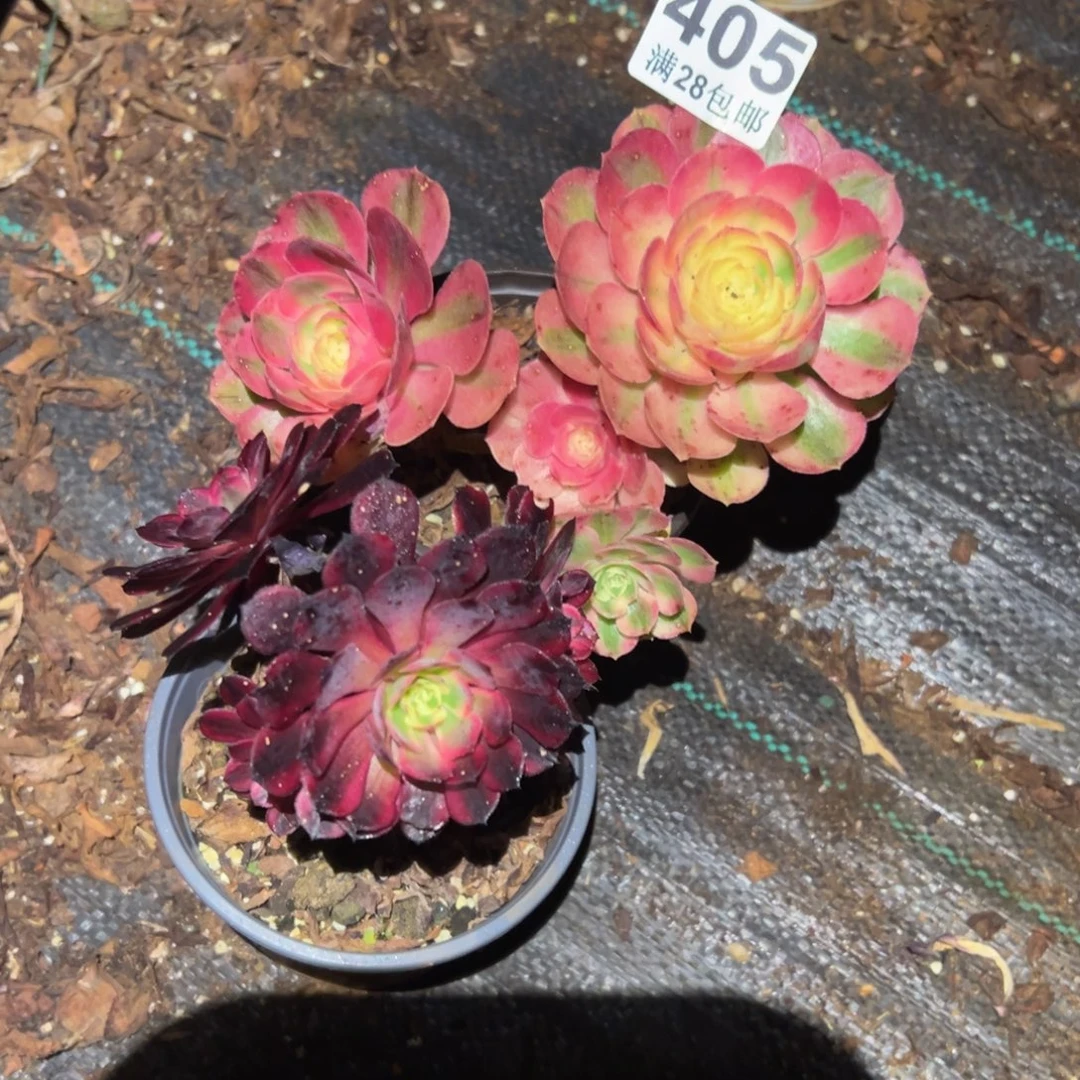 念***尘多肉植物405两颗的无售后