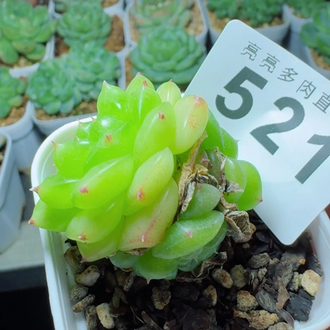 三头无双            精美多肉植物