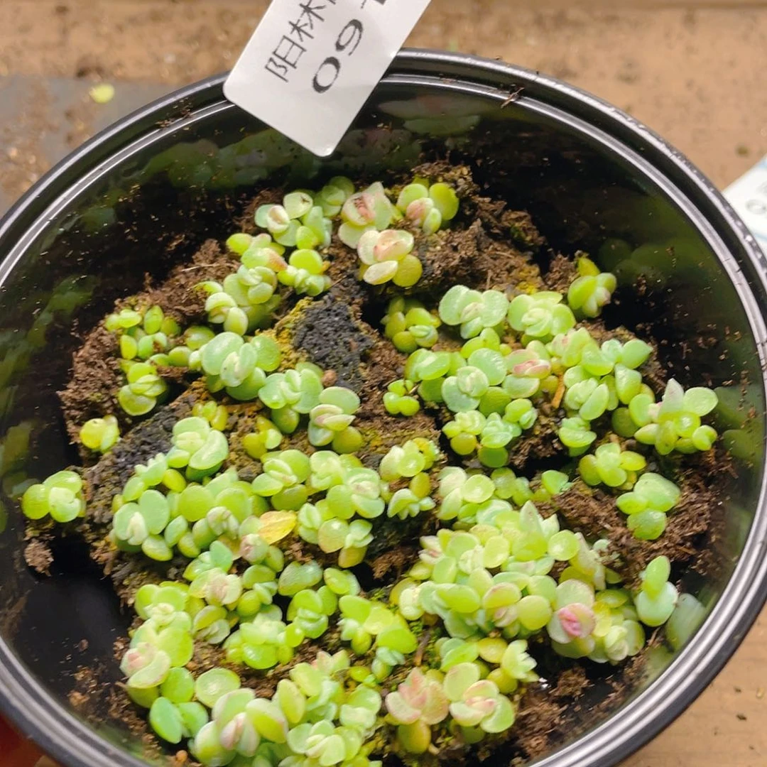 量拍多肉植物多肉植物913