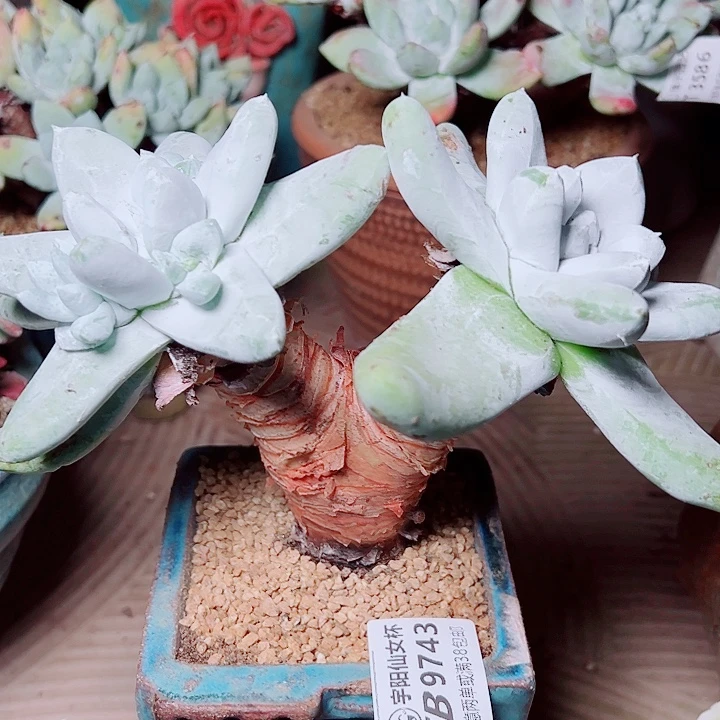 9743拇指仙女杯多肉