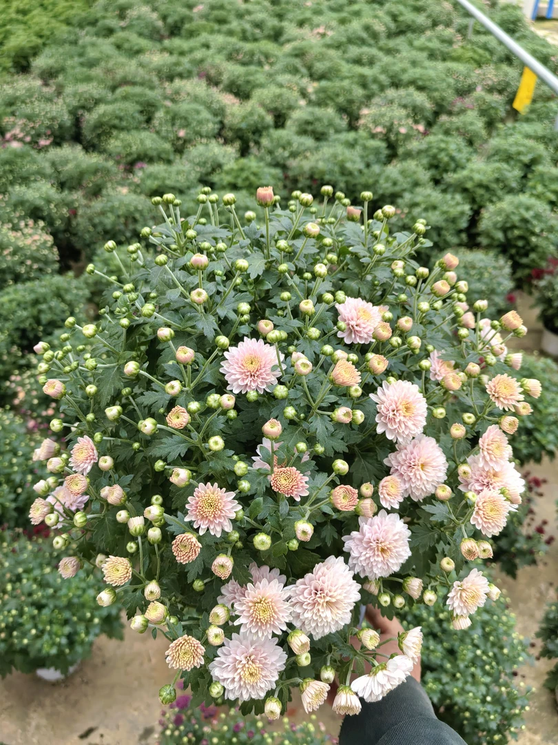 粉水晶（千头菊）1加仑盆开花机器耐高温耐低温多年生草本花卉