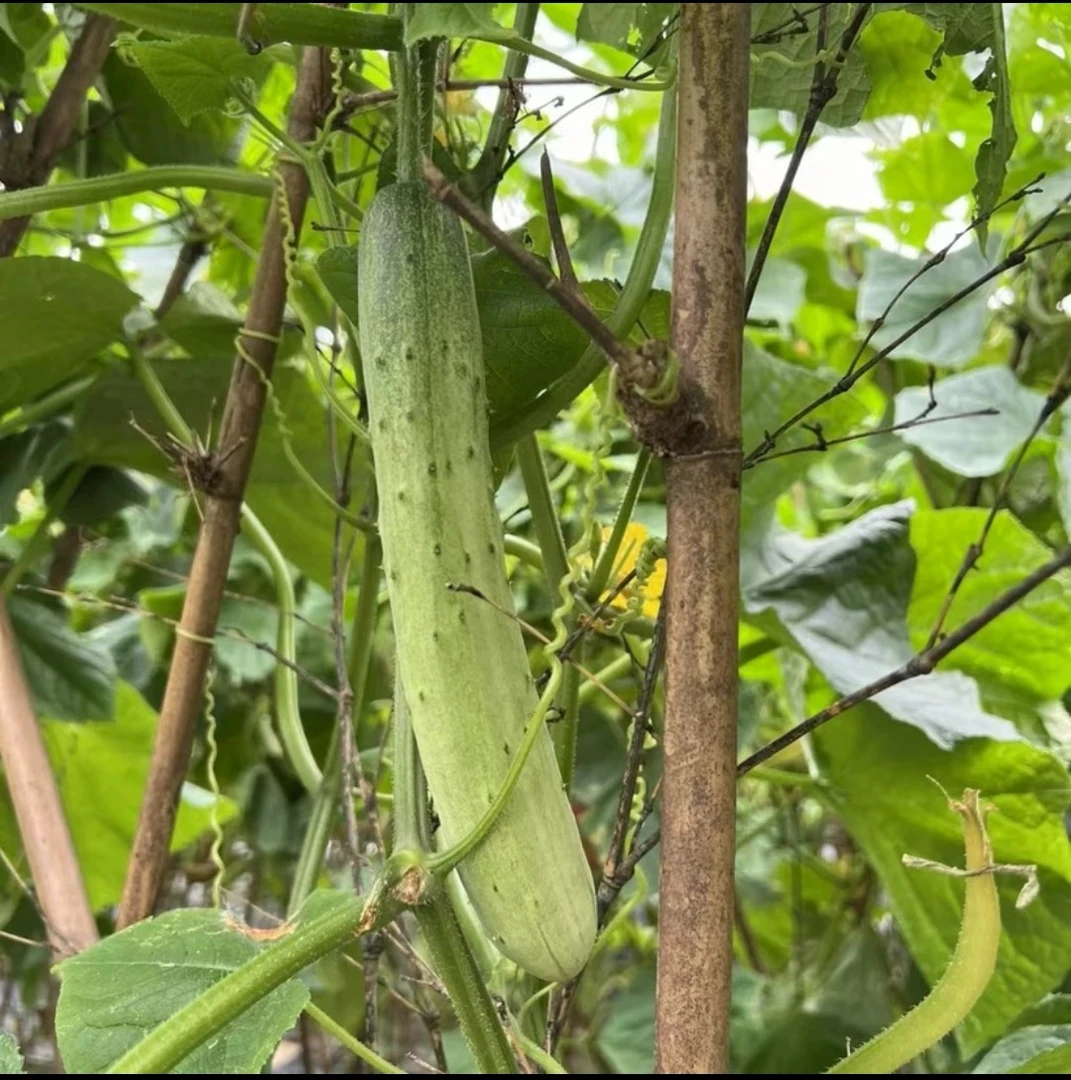 四川露天自种农家菜园老品种现摘黄瓜2500g