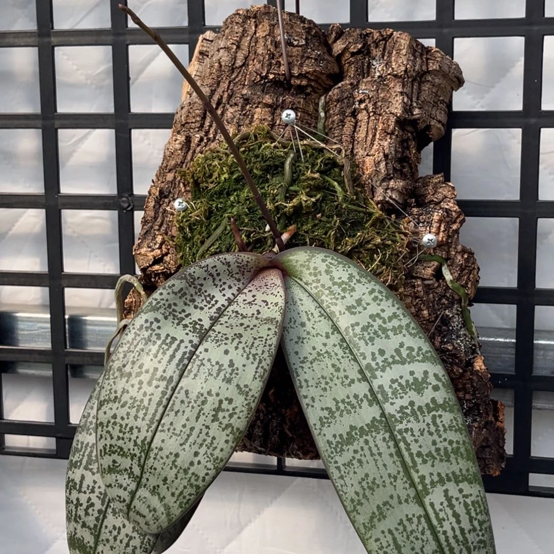 无花朵板值银叶西苗