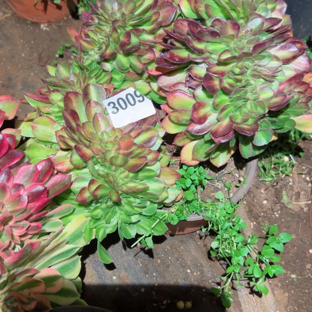 3009 号多肉法师植物新年福利