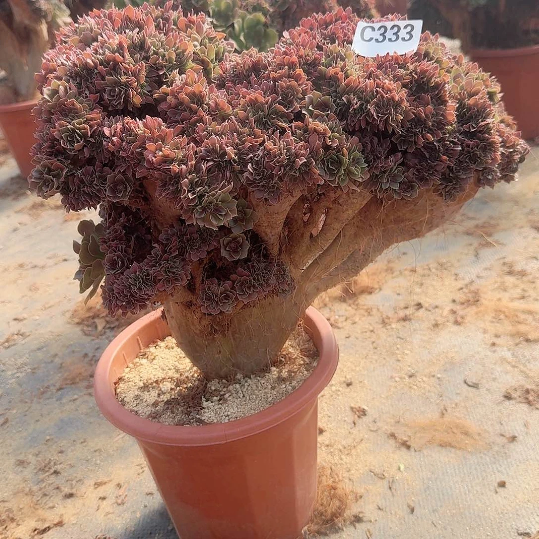 333玫瑰朵朵一颗呀呀