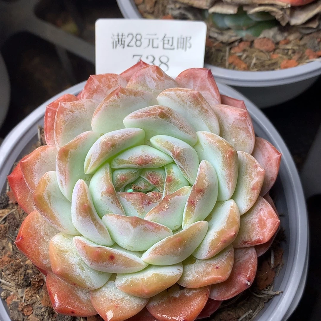 【闪购商品】云738号