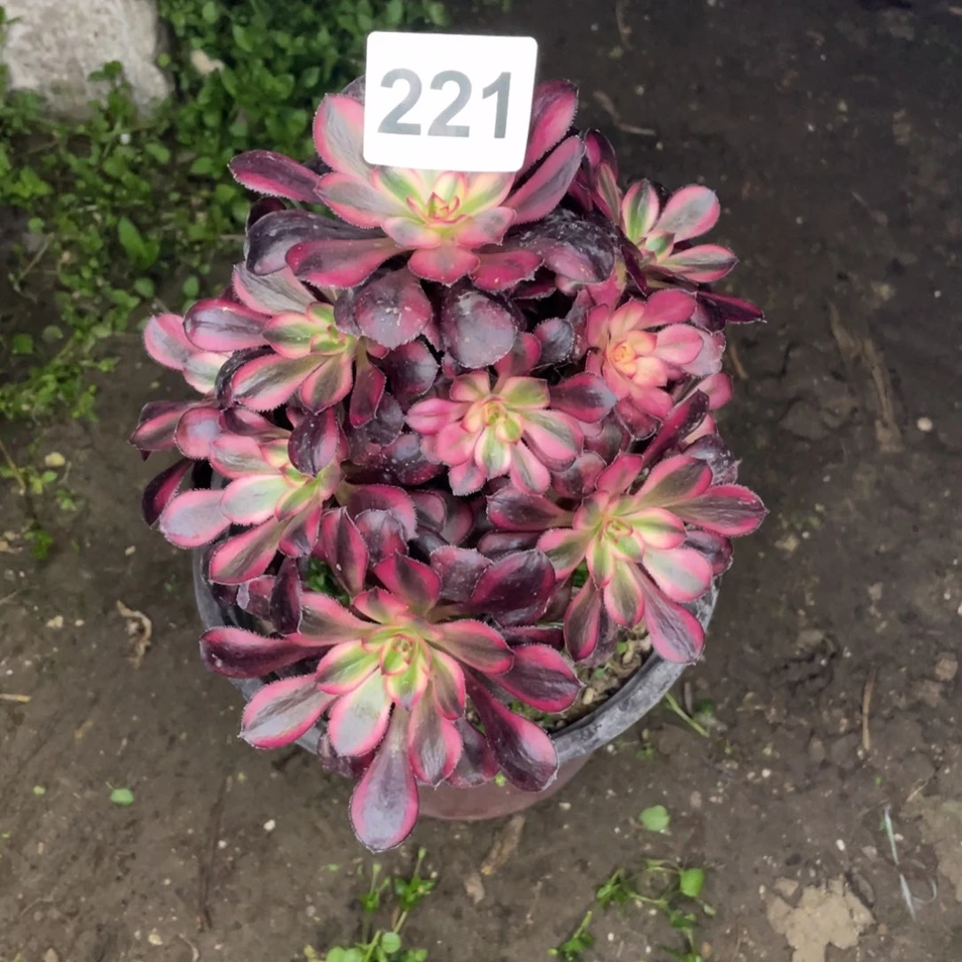 221号香奈儿直播预告一