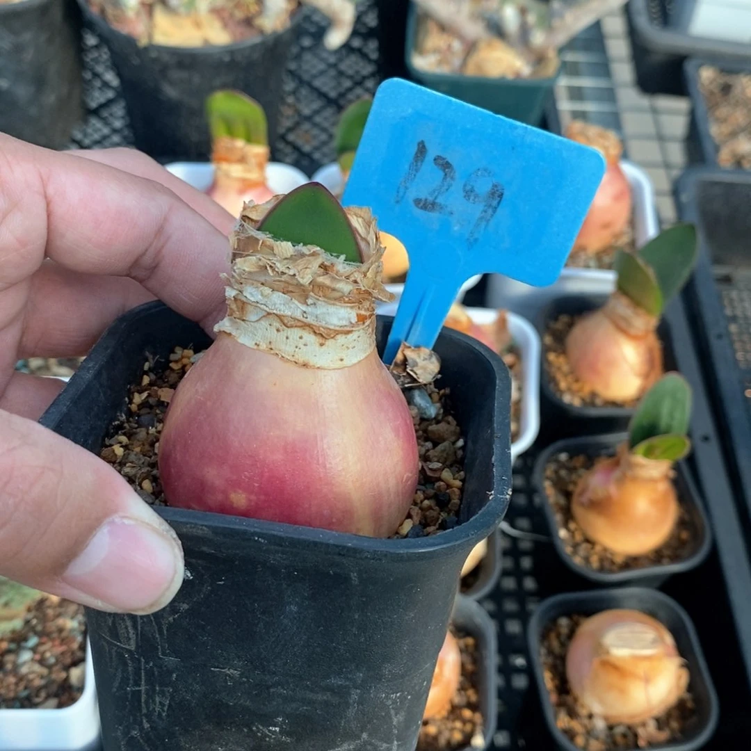 灯台百合多肉植物