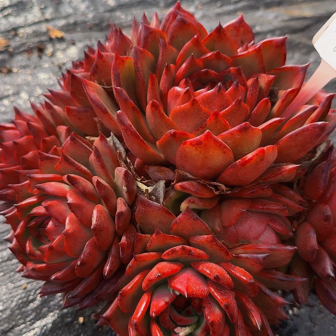 薯*吖哦哦哦哦哦哦哦哦哦哦啦啦啦咯哦