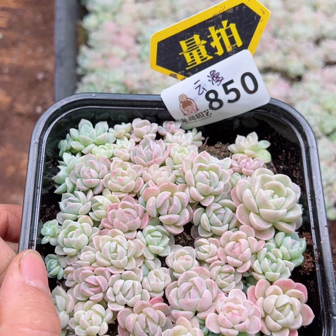 多肉植物多肉植物