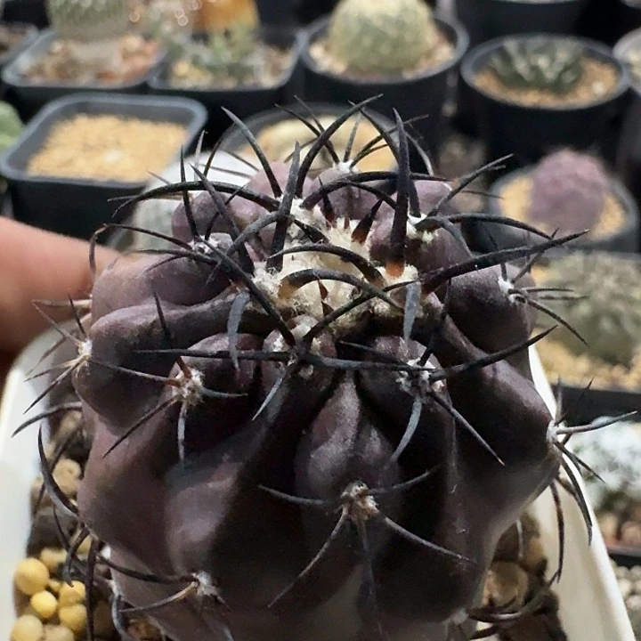 栗星玉实生仙人球