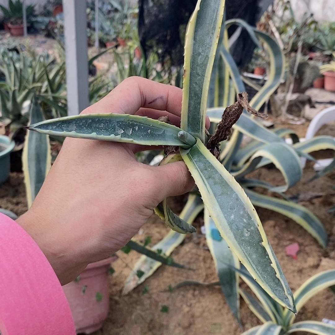 金边龙舌兰侧芽一棵111111