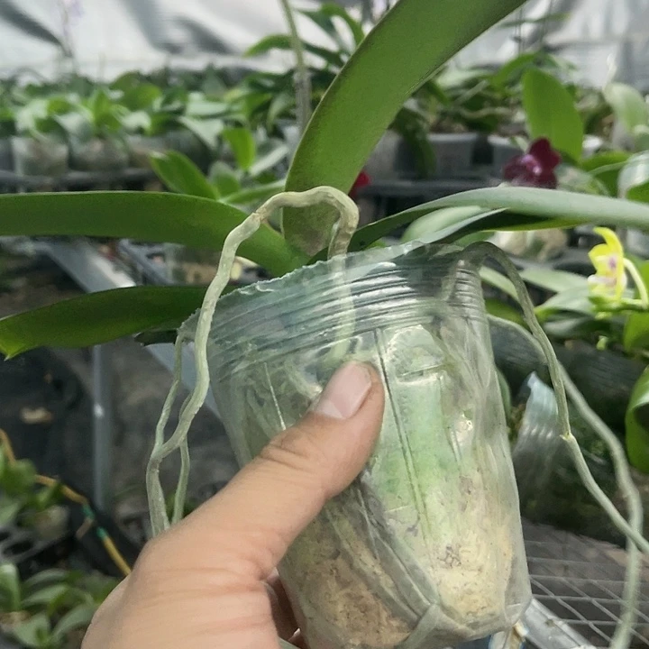 当前无花栽培后可以开花彩虹独角兽