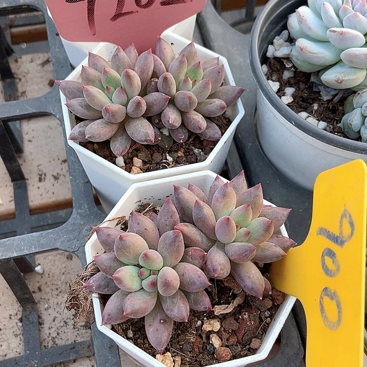 多肉植物虞美人7202 900