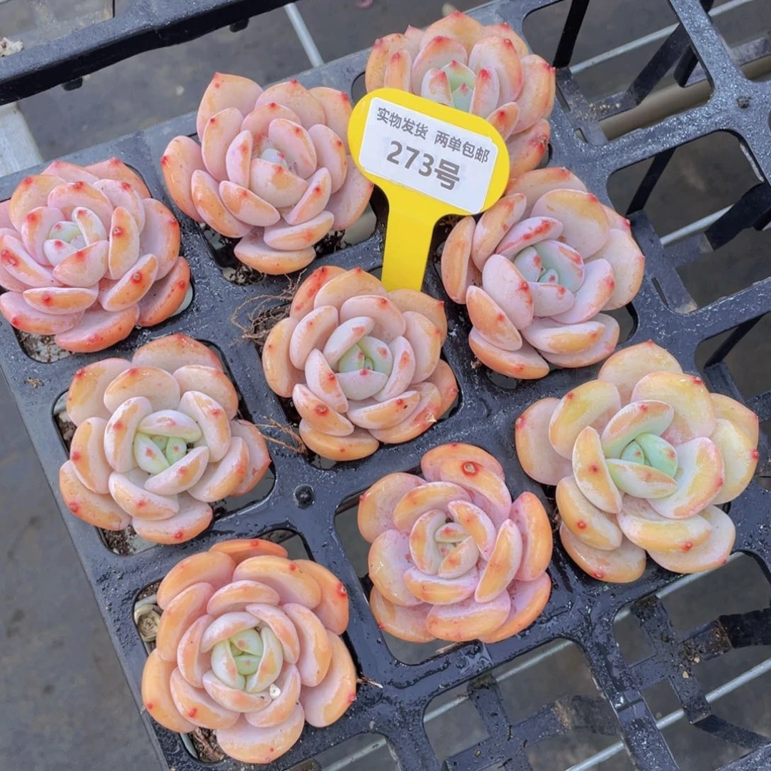 273号 宽叶粉奶茶单头老桩一个