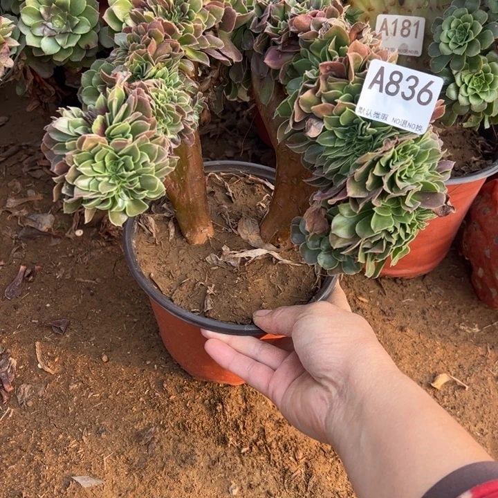 玫瑰缀多肉植物836.