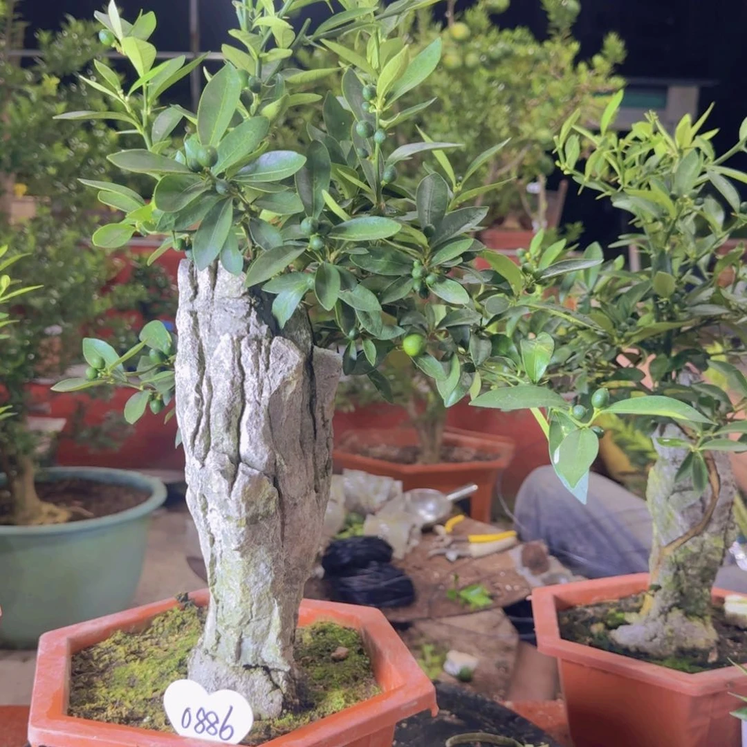 当前无花朵，栽培后可花朵木*人