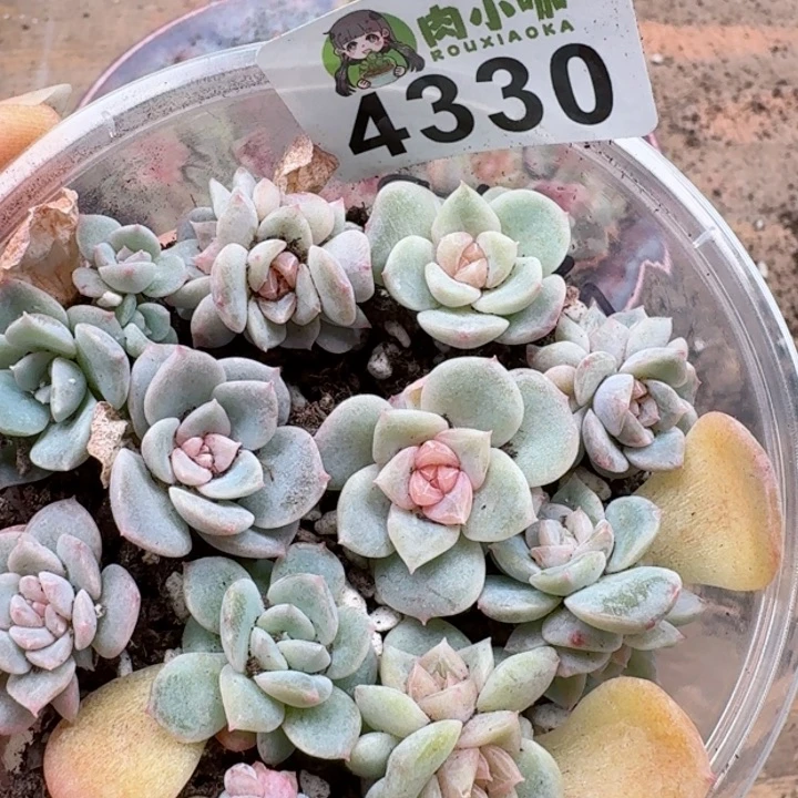 多肉植物多肉植物