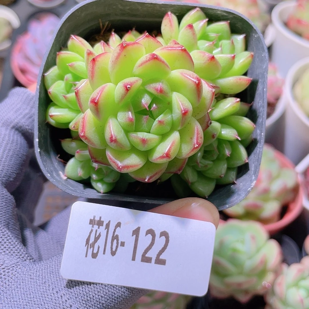 花利美16-122海王群