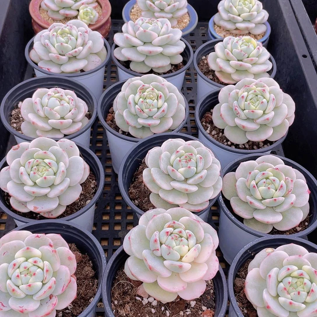 量拍25号 香草锦单头一个