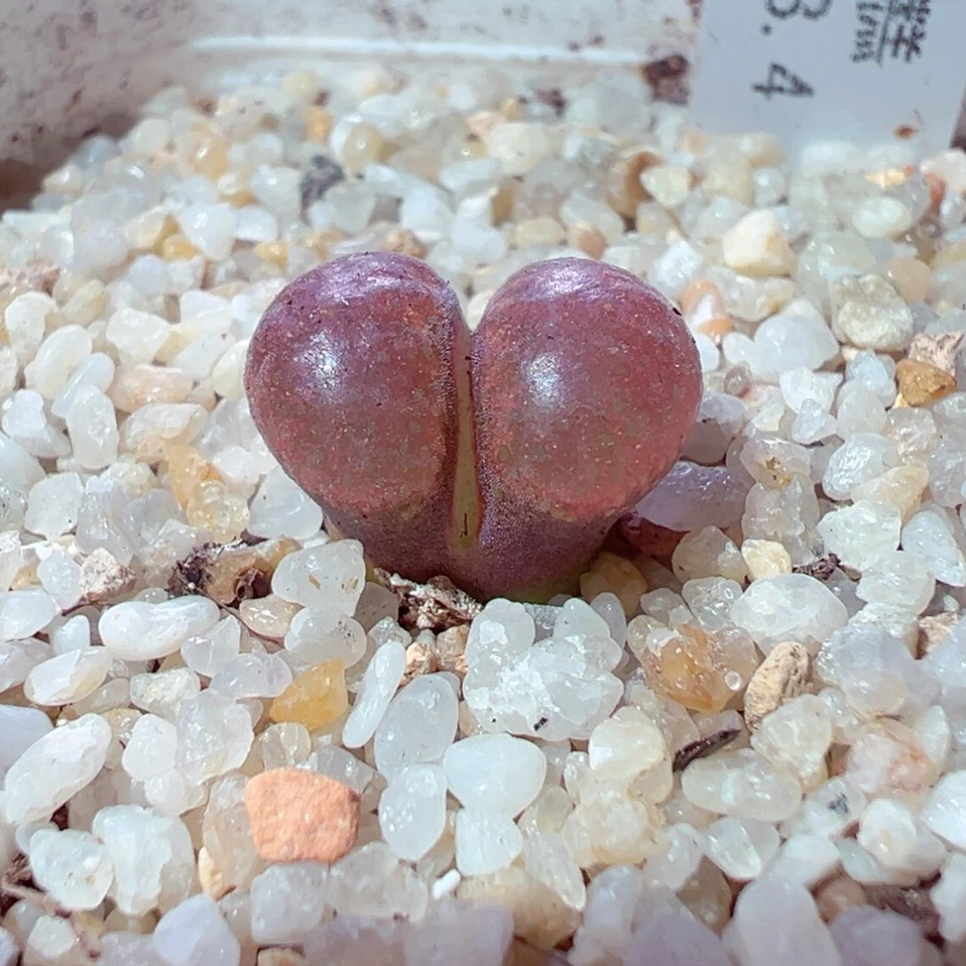 1030-120多肉多肉超级蛋糕