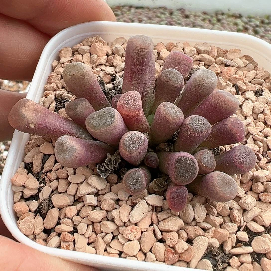 青*光玉 多肉肉锥