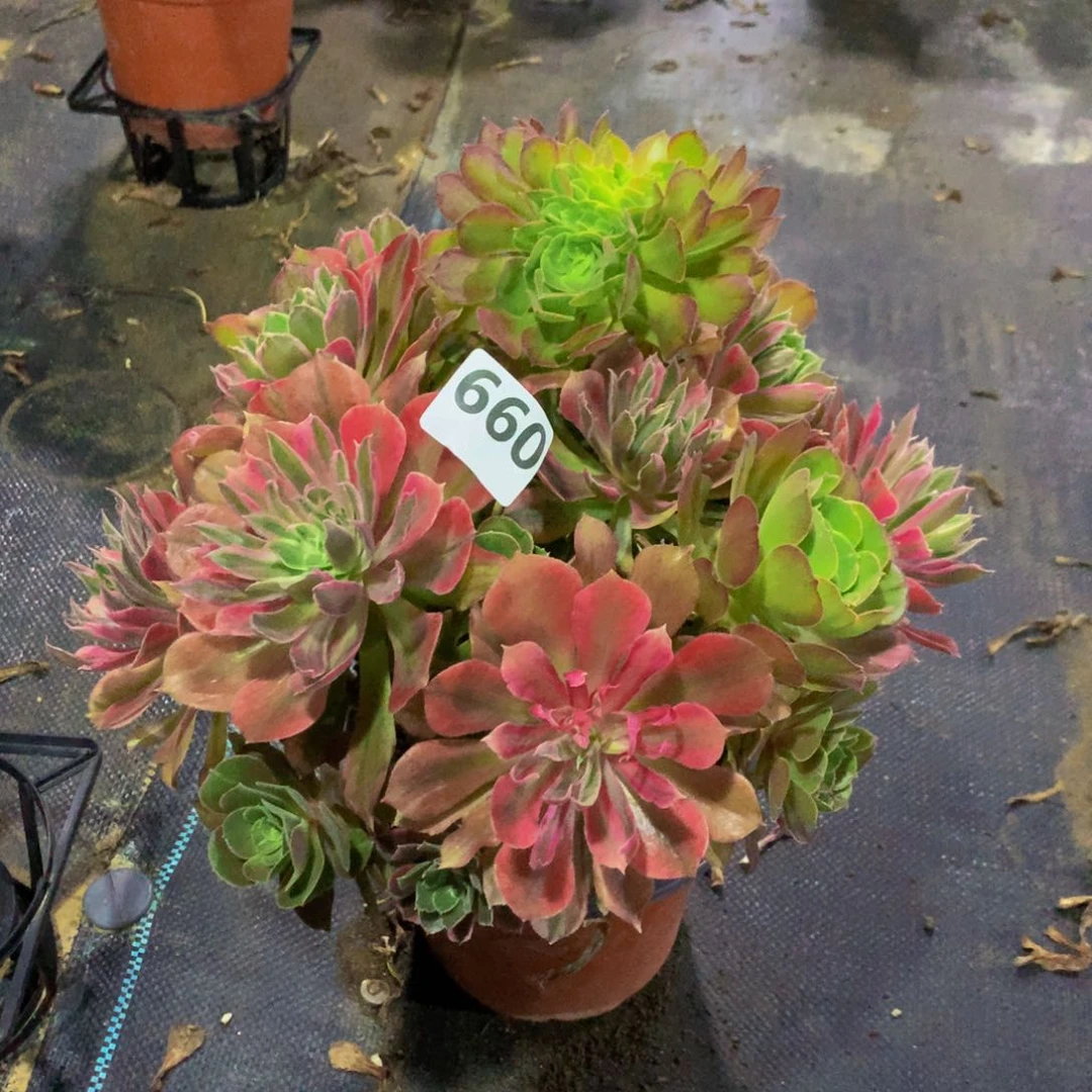 【闪购商品】小*帽660光辉福利