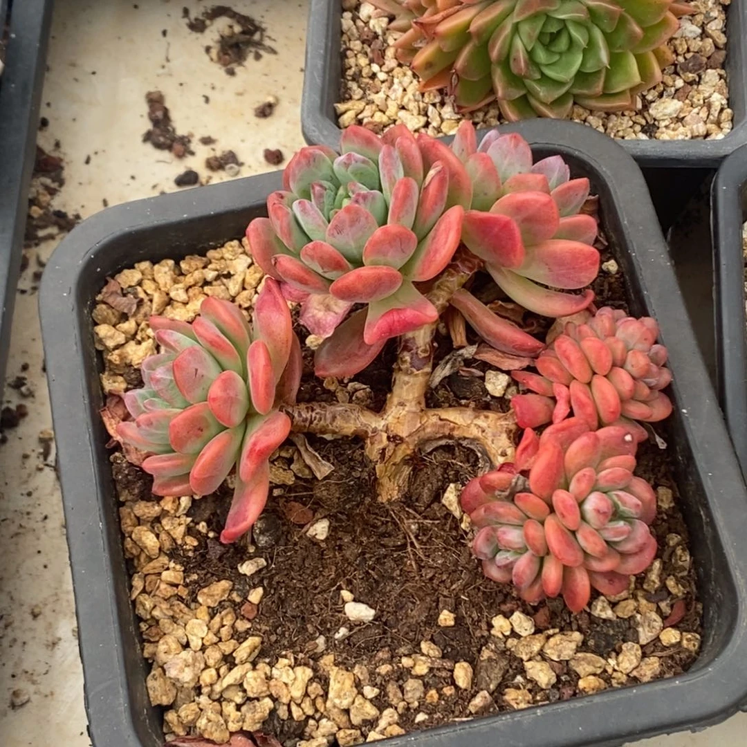 拉萨老桩一物一拍