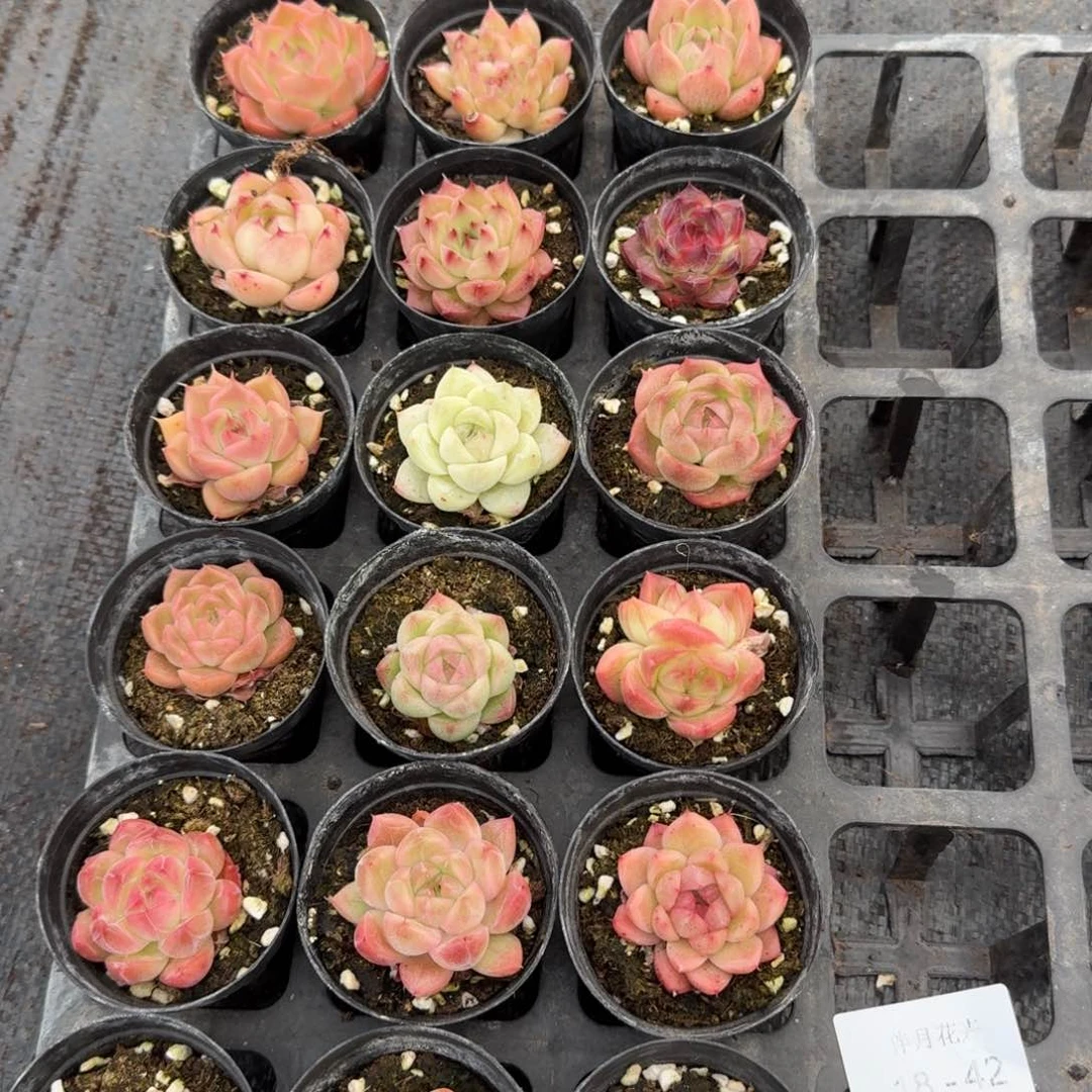 多肉杂交爱奥一物一拍18-42