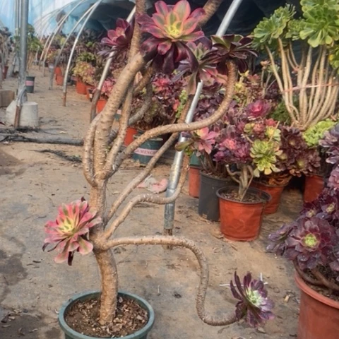 嫁接多肉植物026