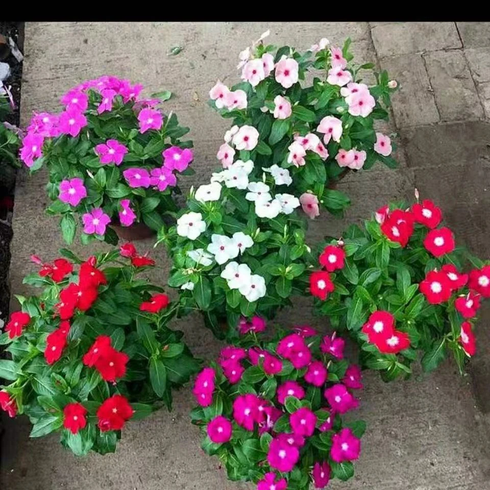 长春花盆栽天天开带花苞四季开花观花植物客厅庭院绿化