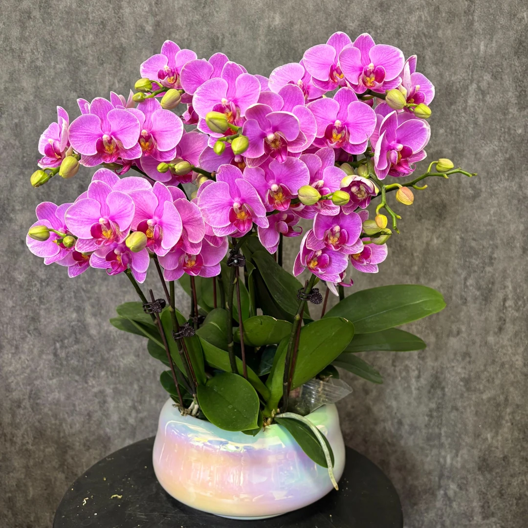 【紫蝶】蝴蝶兰 鲜花绿植  好养花期长 送礼装饰 室内观赏花