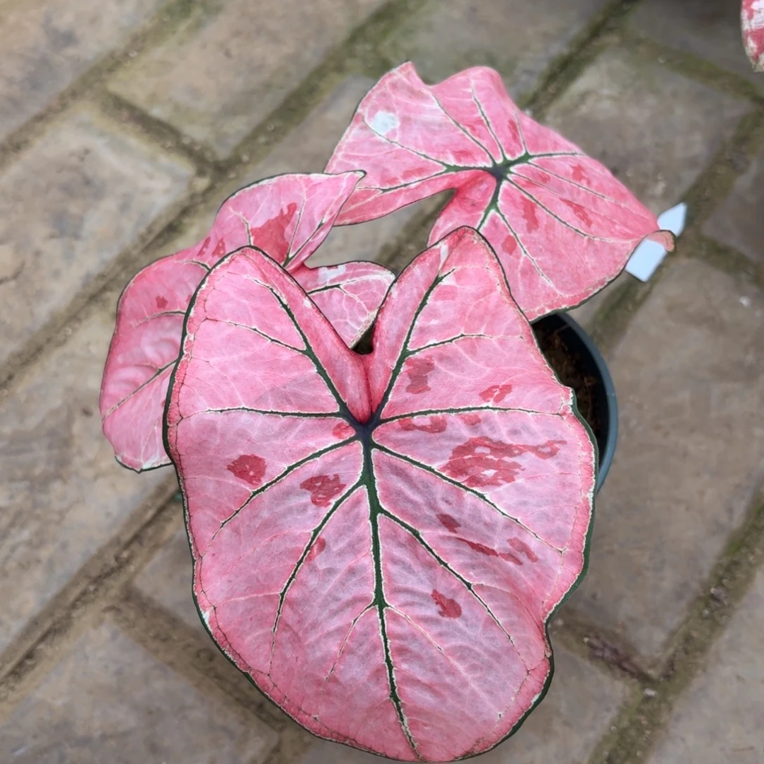 雅哈哈泰国51-1126