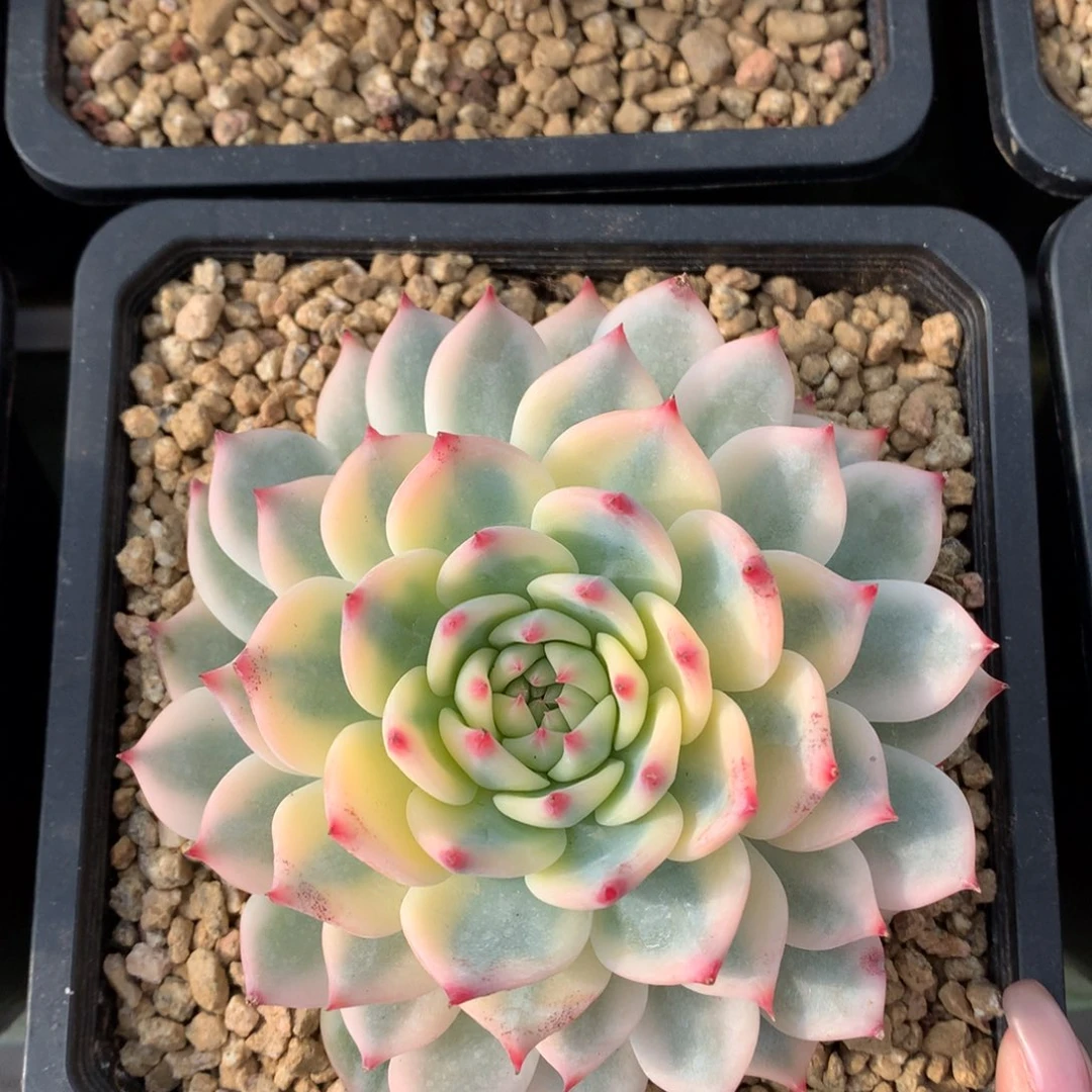 娃娃锦 一颗 单头。