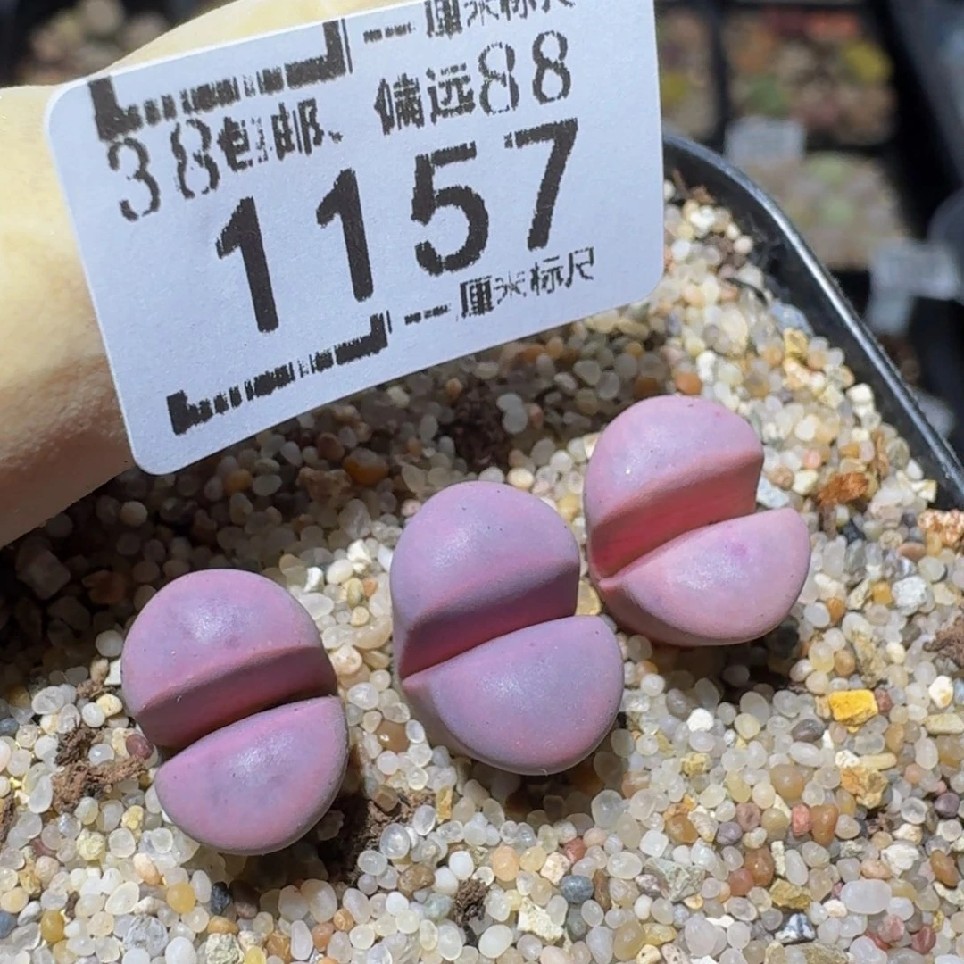 zzz生石花肉锥1157