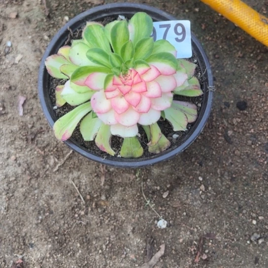 979知否多肉植物花花