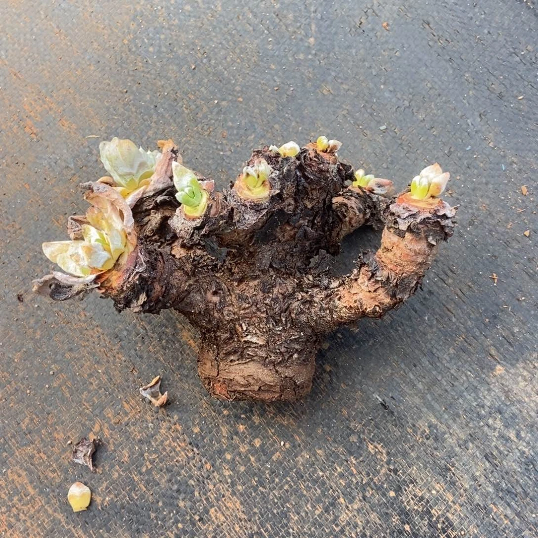 青***里处理多肉植物啦啦啦