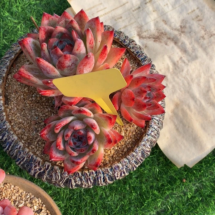 云***轻多肉植物77272737383