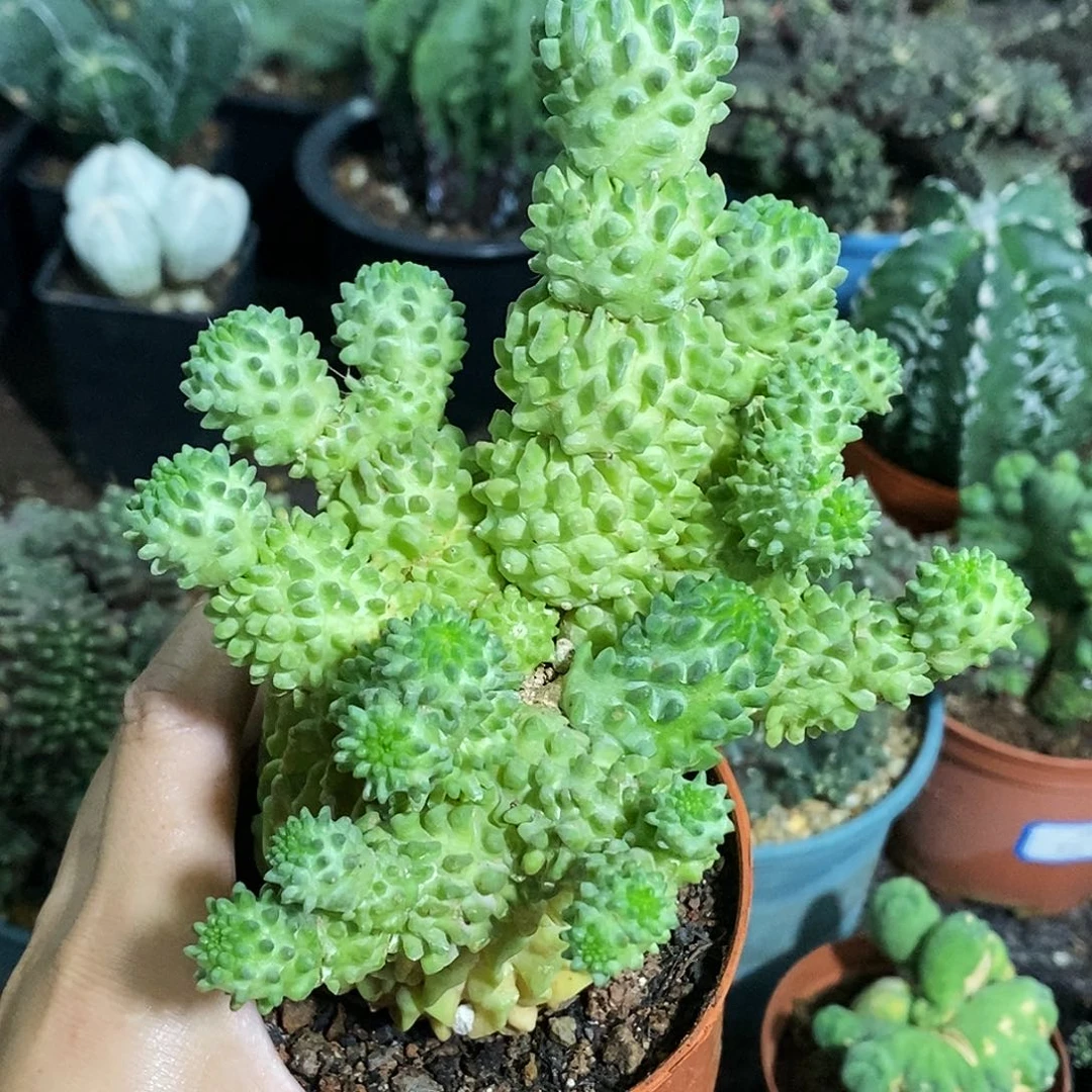 花花草草花花草草