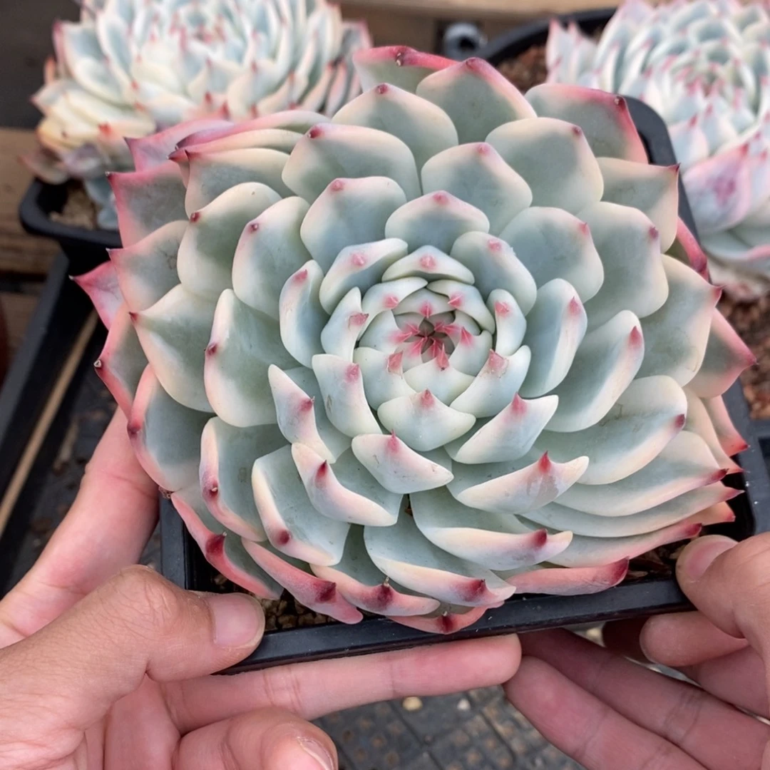 吉娃娃多肉植物A661