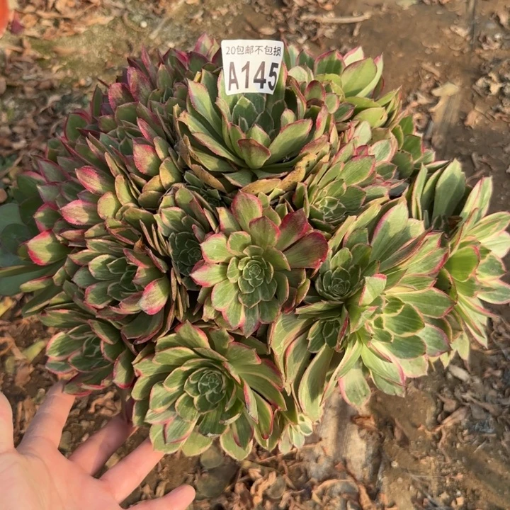 莲花座……多肉植物……