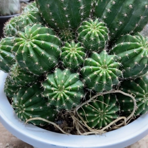 黑金刚仙人球52米仙人球