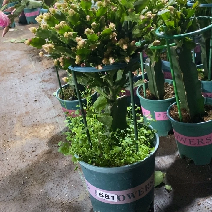 大部分花苞少量开放用****8681嫁接028