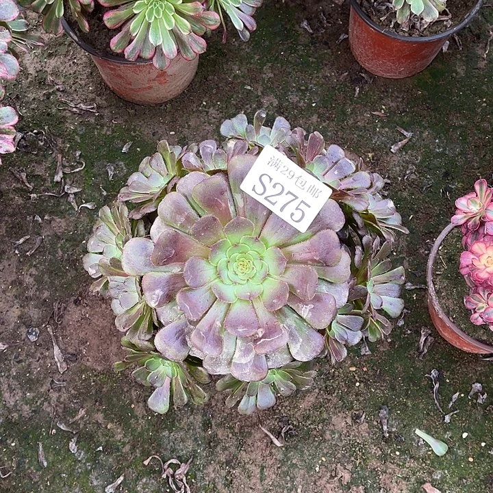 275黑暗萝莉多肉植物