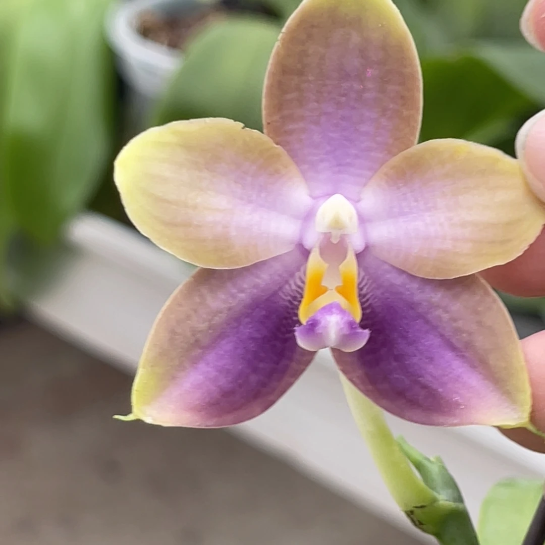 完全开放弥陀713-973