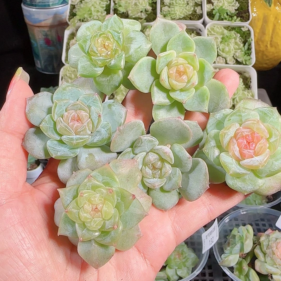 0913---133糖心珍妮