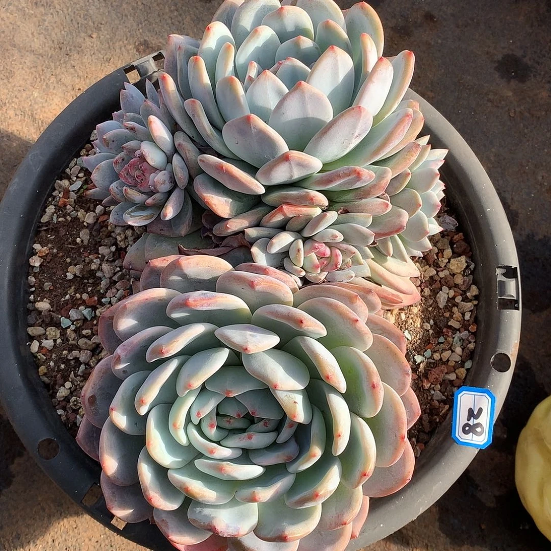 28橙子 一物一拍多肉