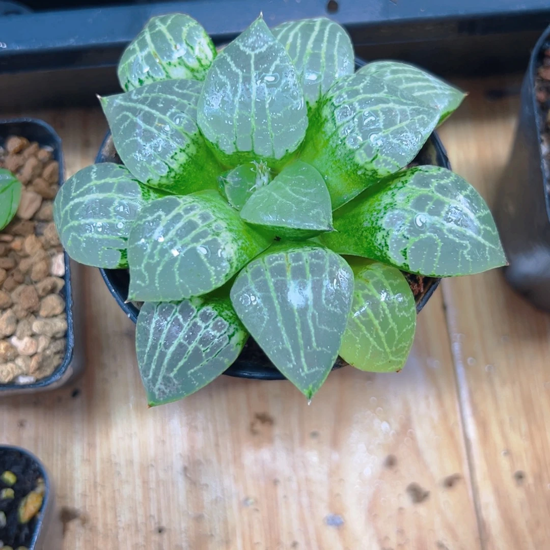 2052多肉植物一颗多肉