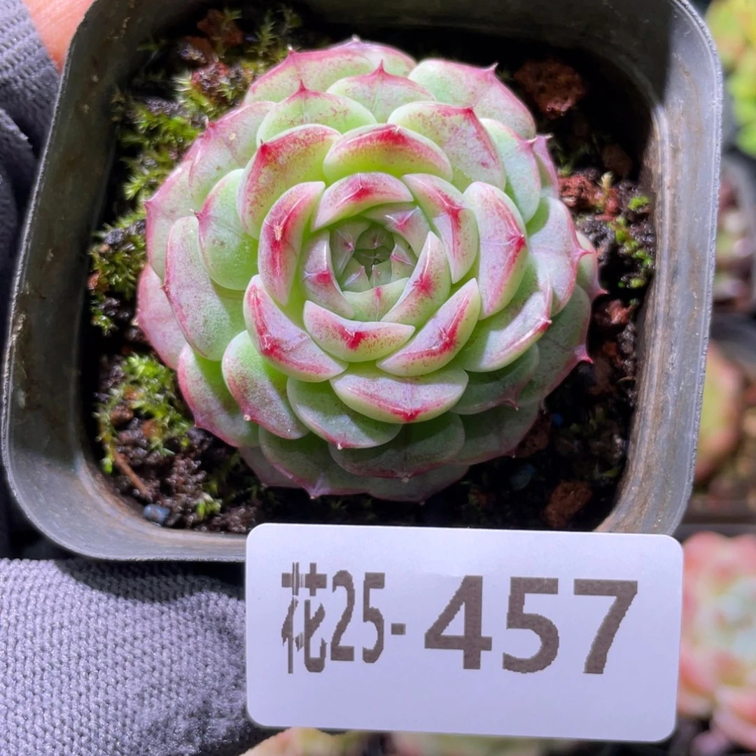 花利美25-457麦秆